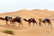 Marrakech y Desierto